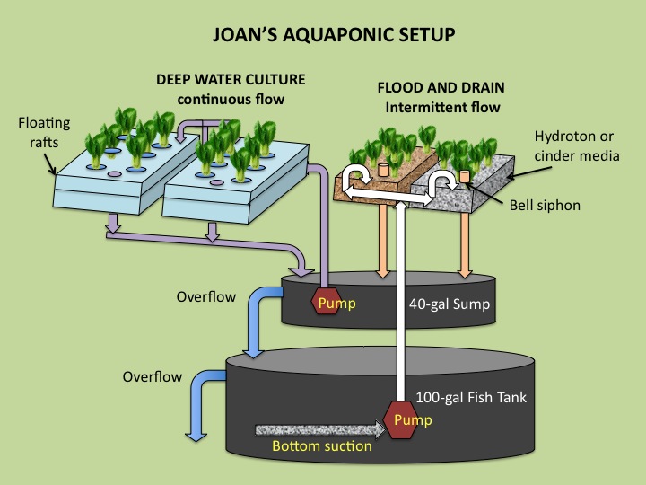 Joan Goes Green: Joan's aquaponic setup