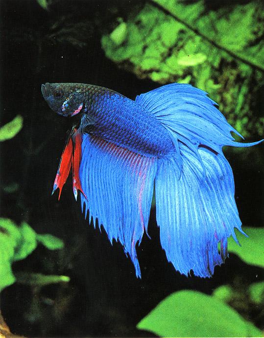 Betta is a popular tank fish