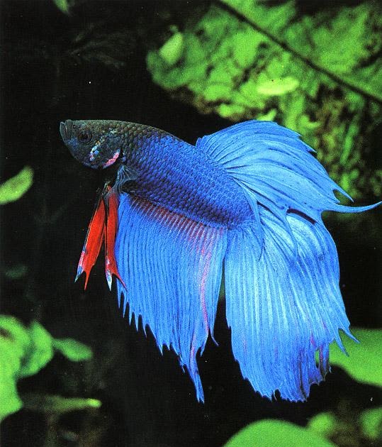 sick betta fish Betta Fish Care