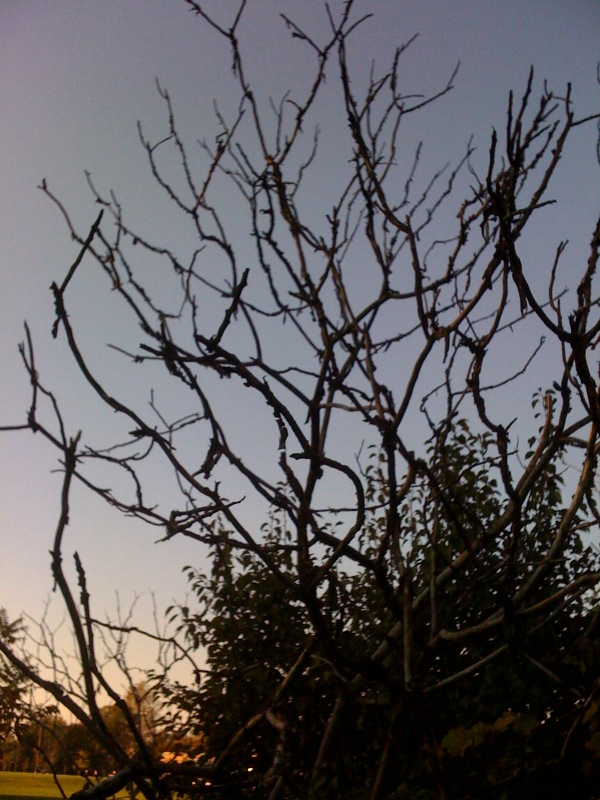 [tree2.jpeg]