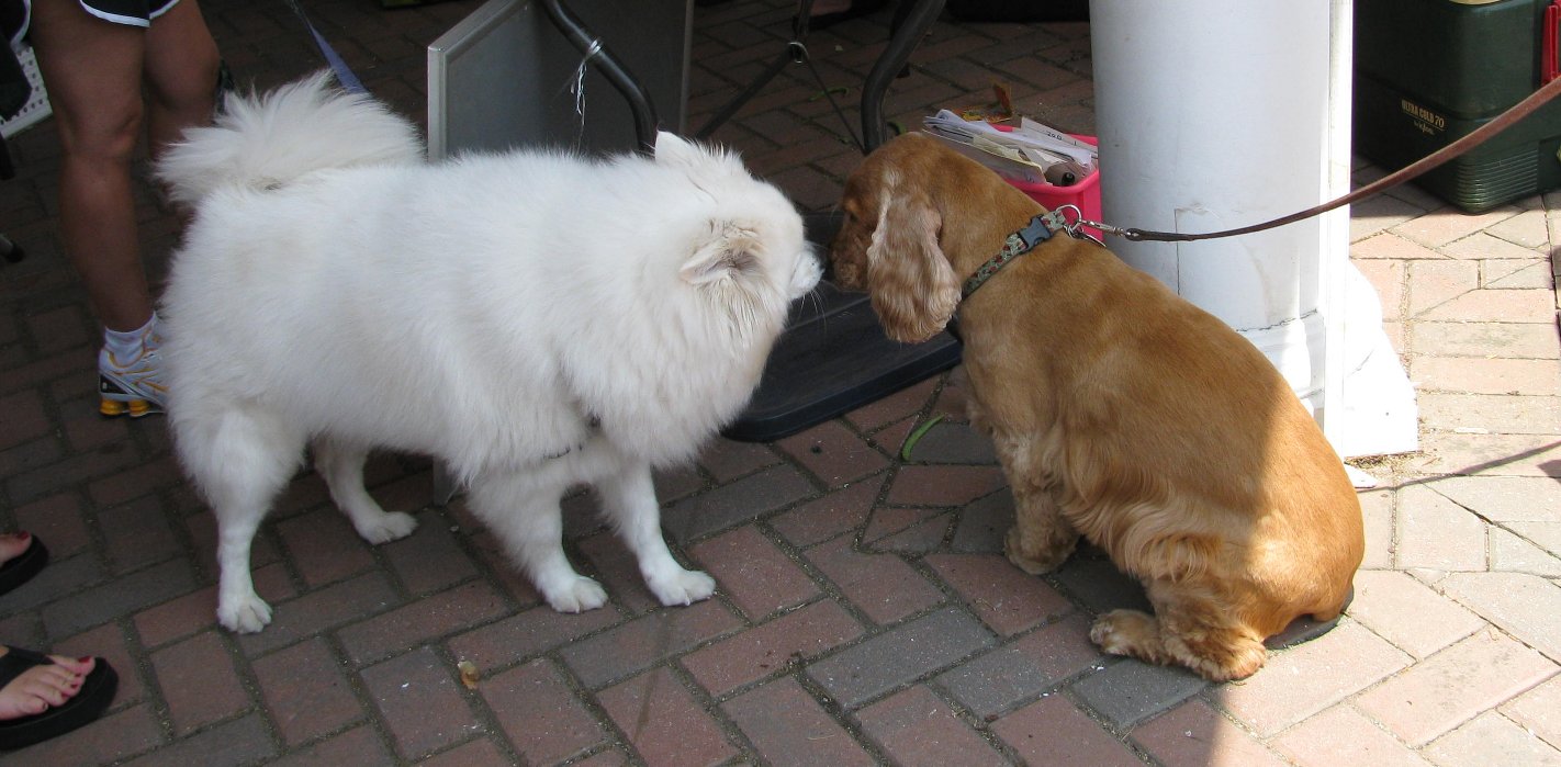 [TwoDogs.JPG]