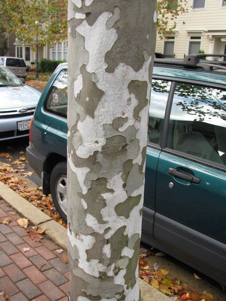 [TreeFront.JPG]
