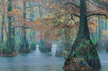 Dismal Swamp Autumn