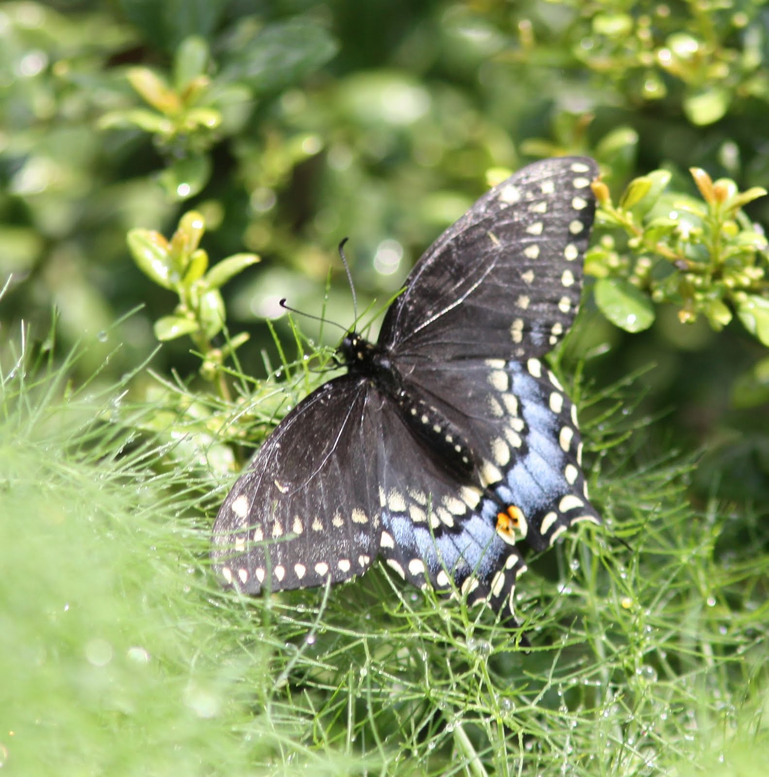 Beachgirl's Blog Eastern Black Swallowtail butterflies in my garden