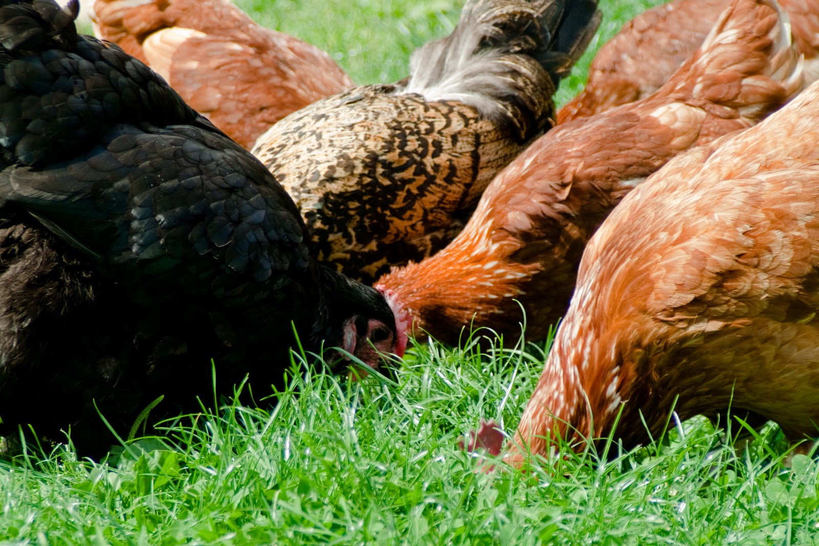 Photo Views, Life through the eye of a camera. Chickens Camera Critters.