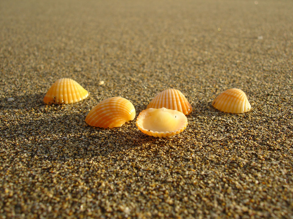 [shells.JPG]