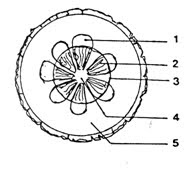 Bagian yang berfungsi mengangkut hasil fotosinsis adalah yang berlabel