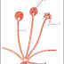 Soal Kelas X Semester 1 - biologi thumbnail
