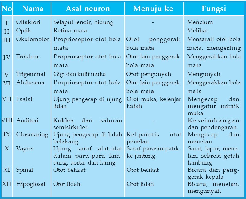 BIOLOGI GONZAGA: SISTEM KOORDINASI SYARAF