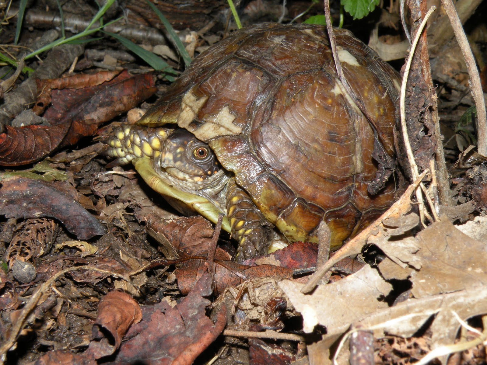 [DSCN9857old+female+box+turtle+EX.JPG]