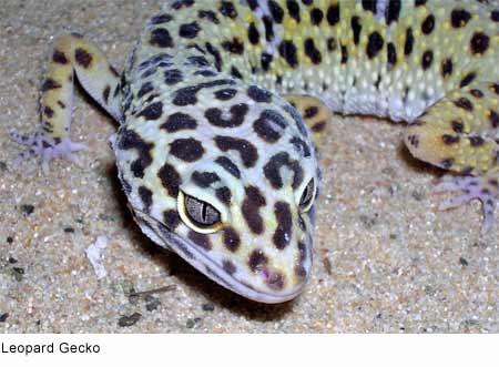 [gecko_leopard.jpg]