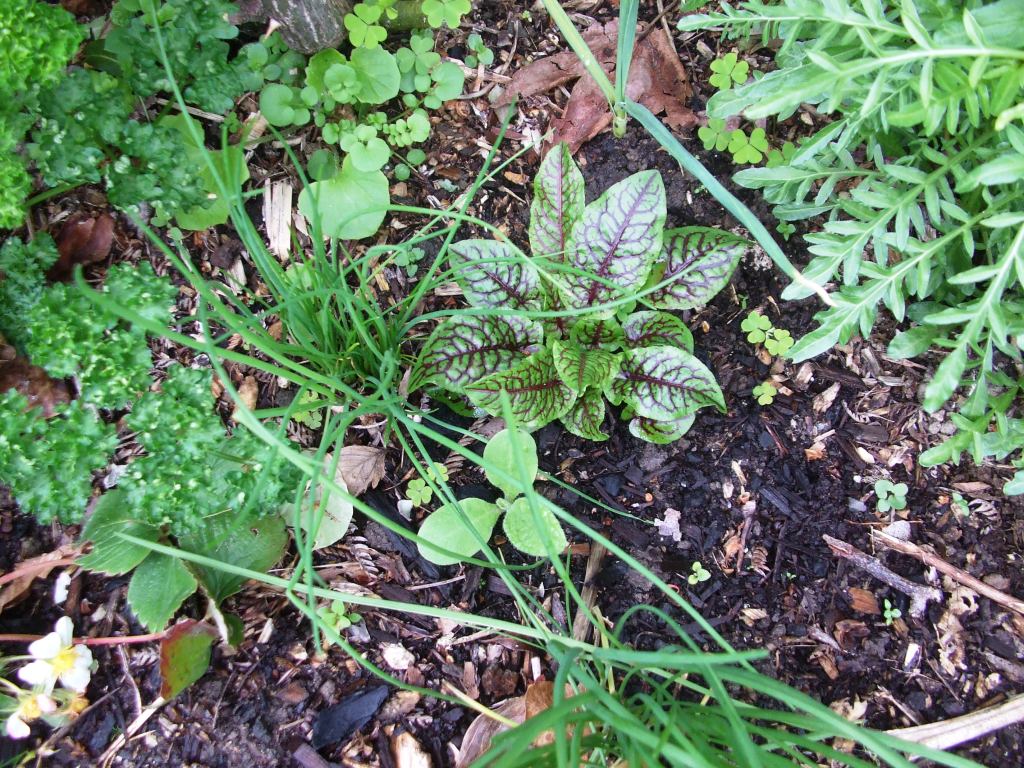Setting Seed Companion planting