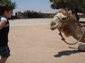 Camel in Morocco