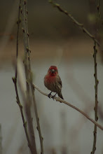 Finch