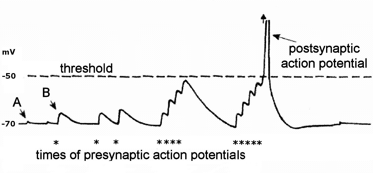 [synapse+graph+of+summation+pre-post2.JPG]