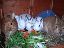 Bienvenue sur le Blog de mes lapins!!