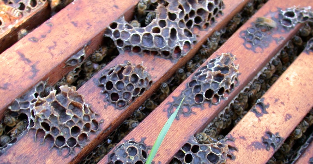 What Should I Be Doing With My Bees This Month? The Nectar Flow