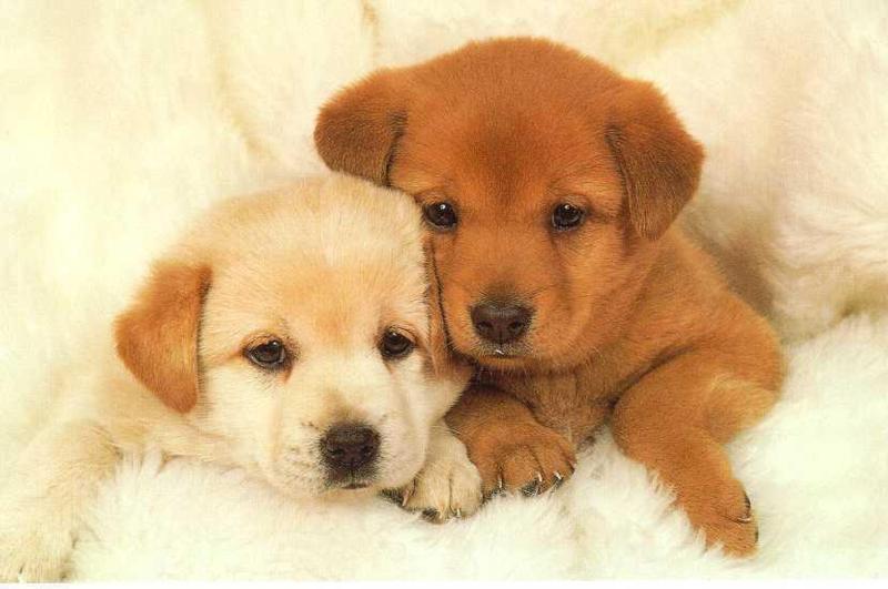 puppies for background