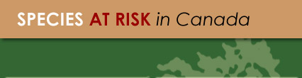[Species+as+Risk.jpg]