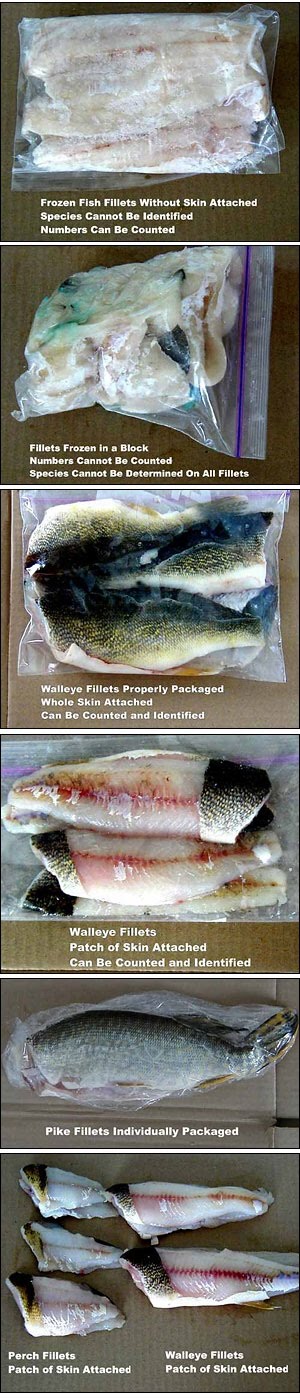 [Packaged+Walleye+for+Transportaion.jpg]
