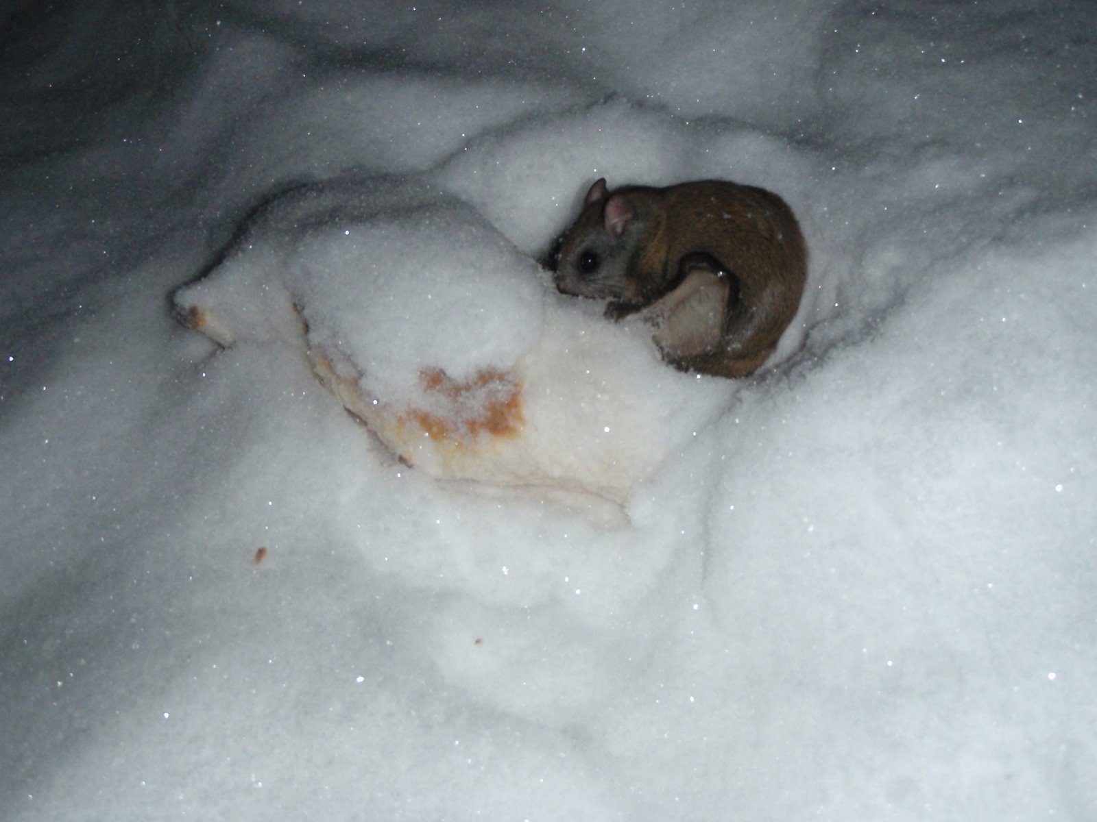 [Flying+squirrel.jpg]