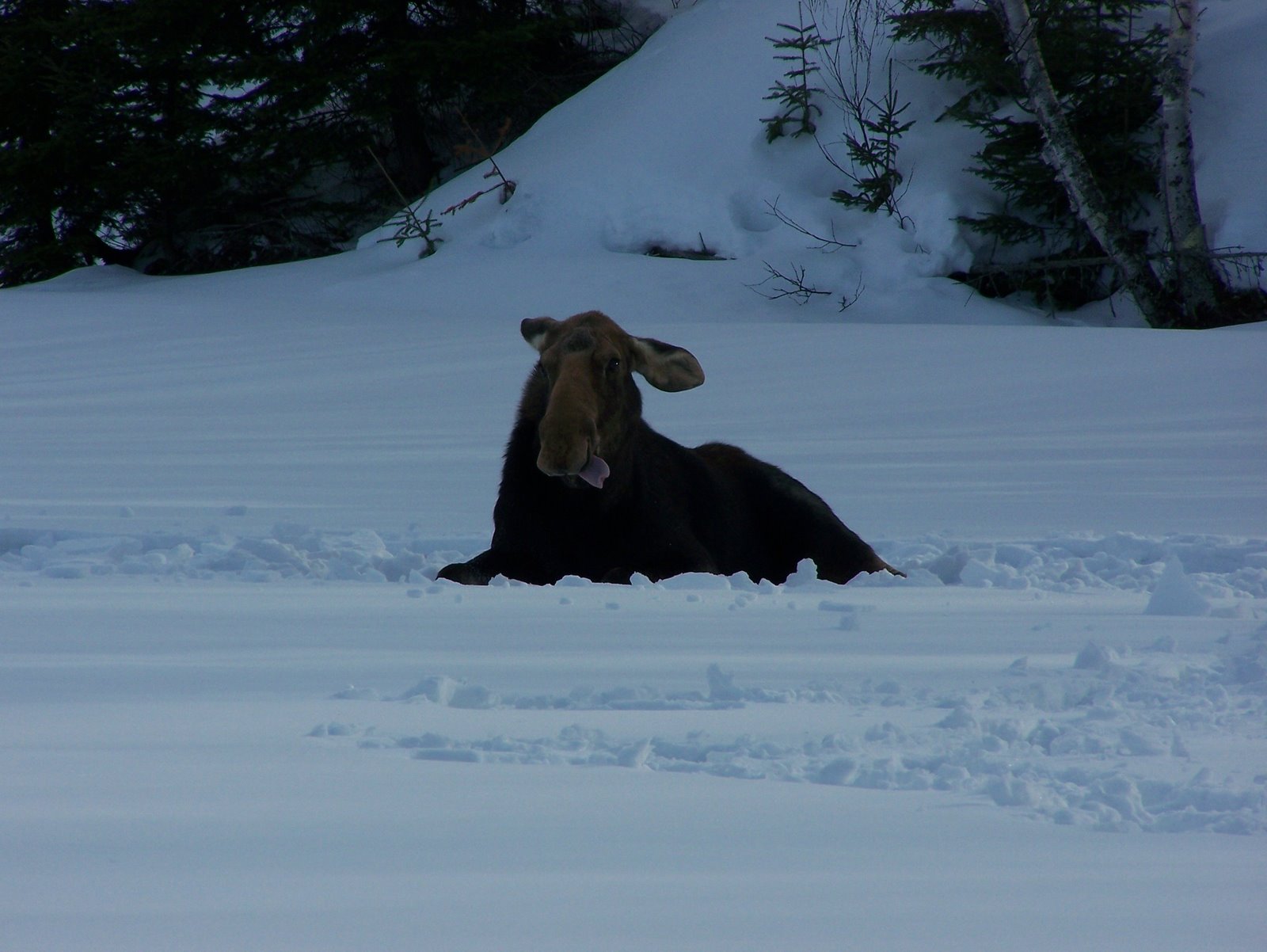 [2009+Ice+fishing+pakwash+lake+025.jpg]