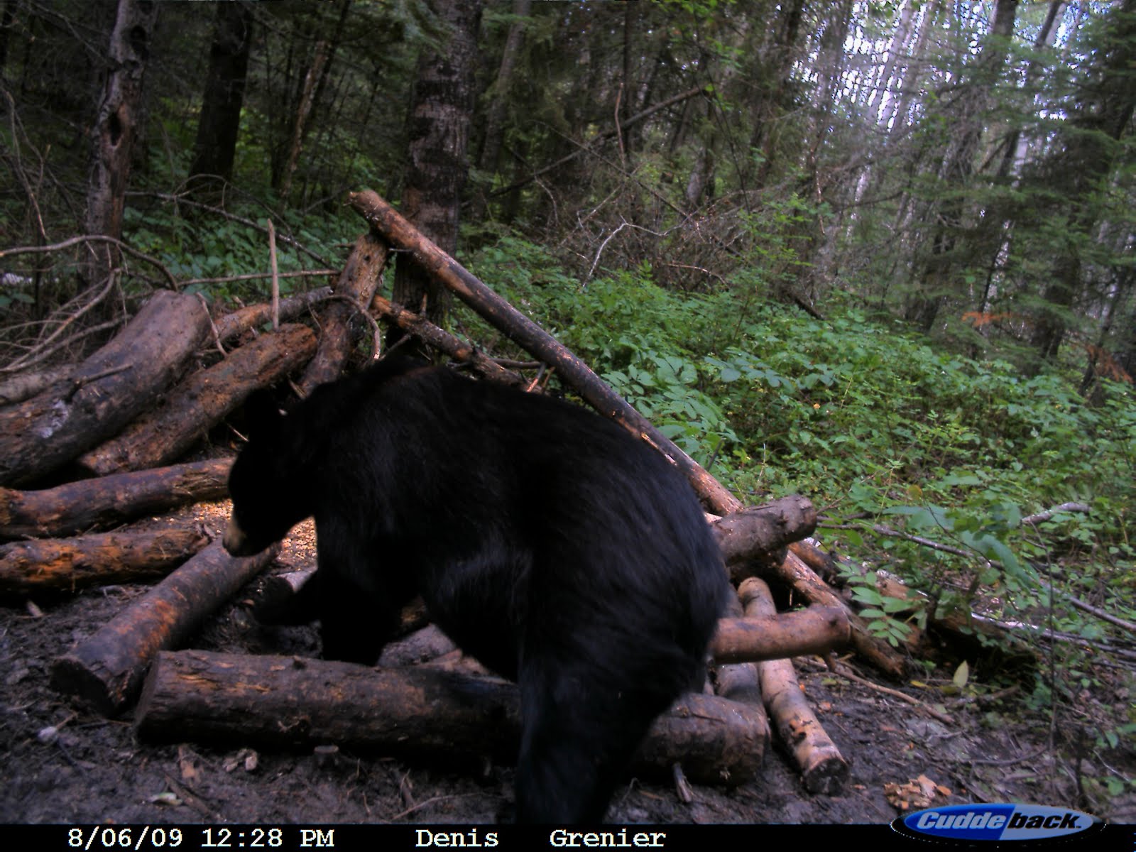 [2009+BEAR+BAITS+PAKWASH+153.jpg]