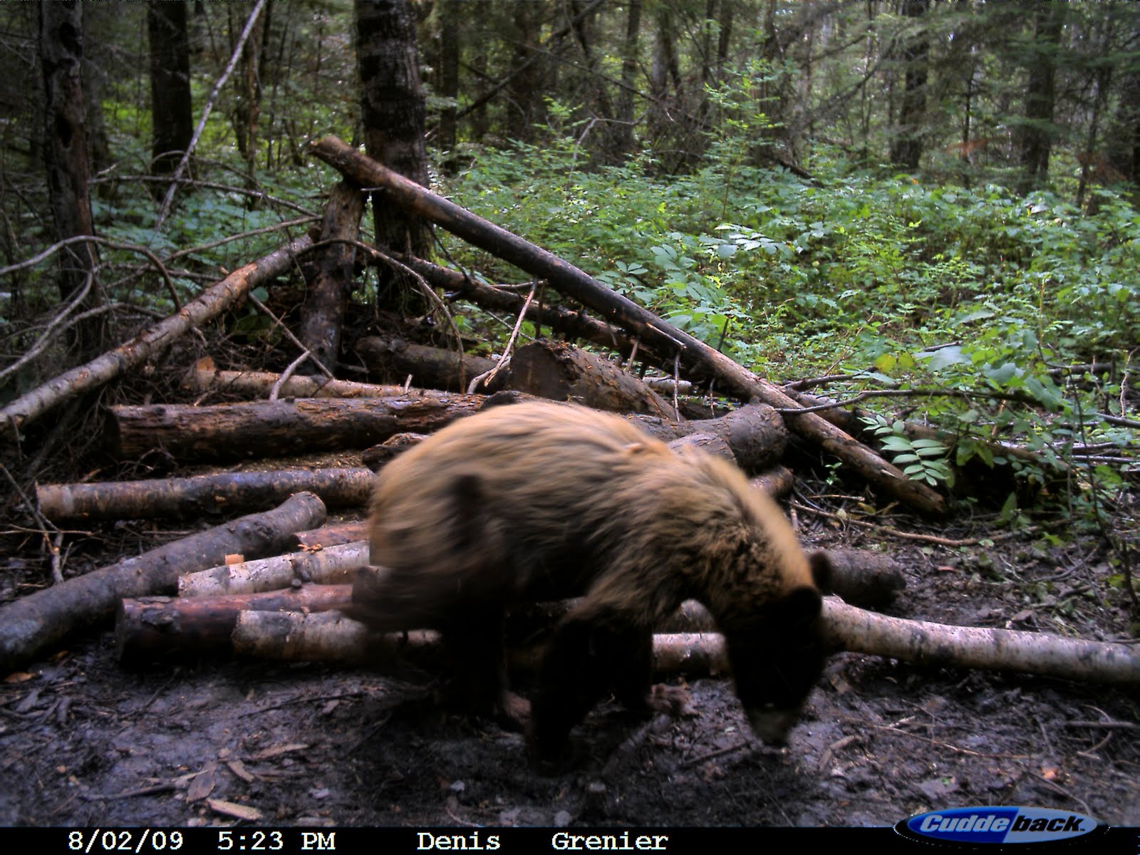 [2009+BEAR+BAITS+PAKWASH+121.jpg]