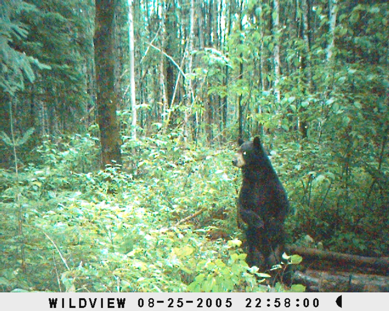 [2009+BEAR+BAITS+PAKWASH+009.jpg]