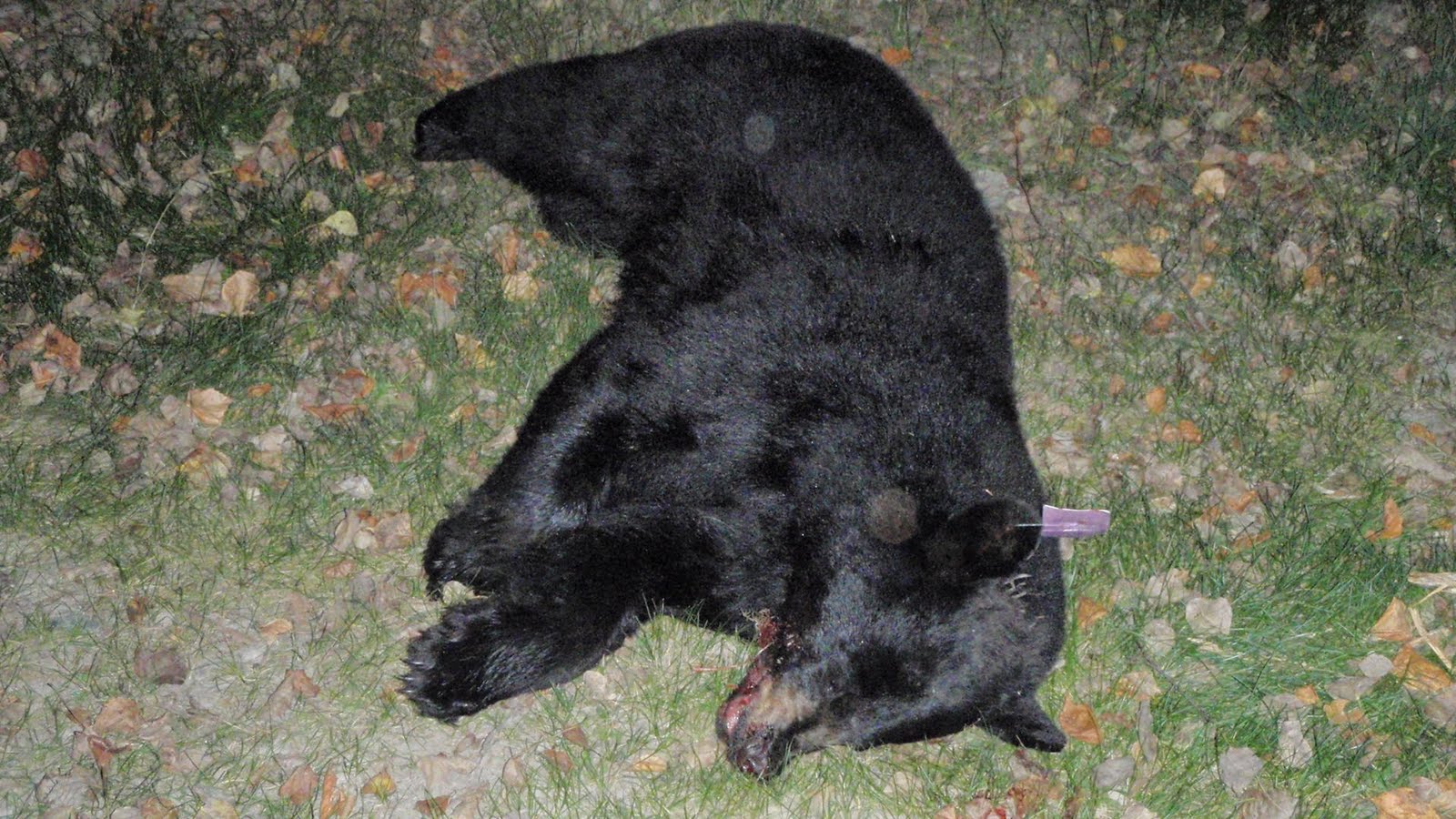 [Corey's+2009+Bear.jpg]