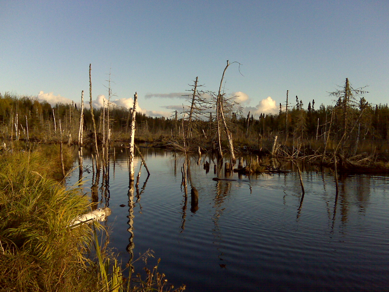 [Ear+Falls+Beaver.jpg]
