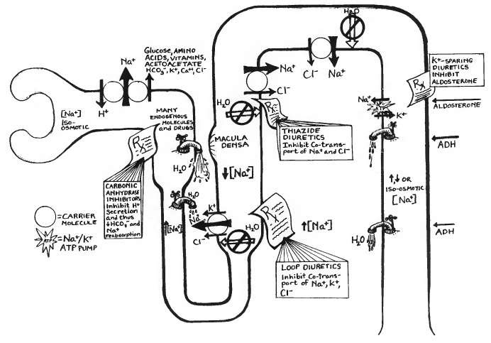 Pharmacology Made ridiculously simple for USMLE, COMLEX
