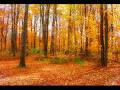 [fall.jpeg]