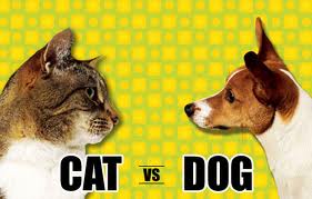 compare cats and dogs