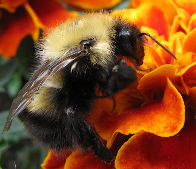 bumble bee eyes