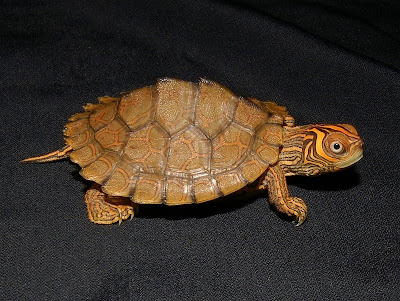 mississippi map turtle