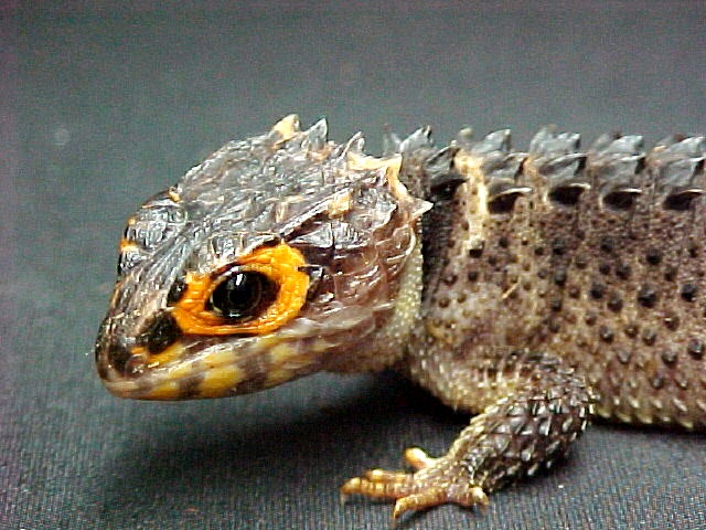 Crocodile Skink Care