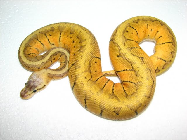 Lemon Snake