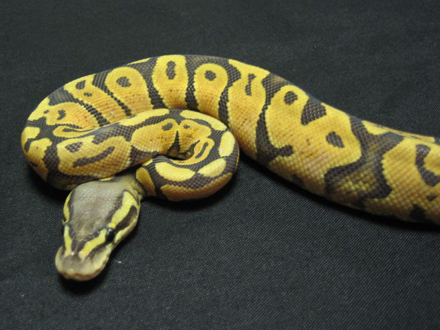orange python