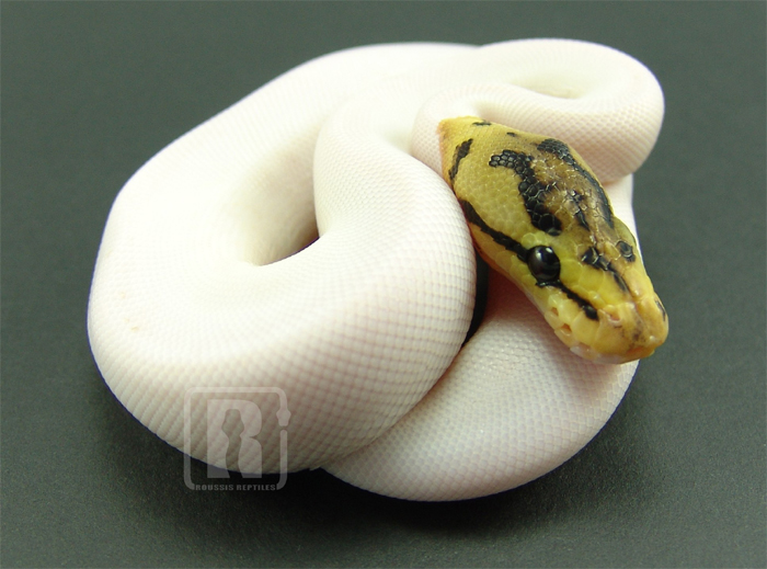 Piebald Corn Snake