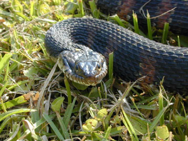 Nerodia Fasciata Pictiventris