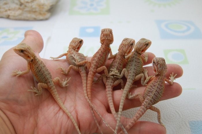 baby-bearded-dragon