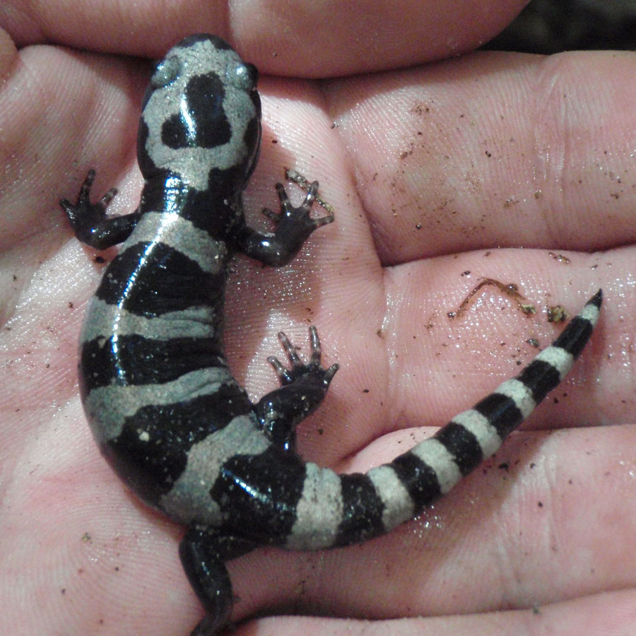 Ambystoma Opacum