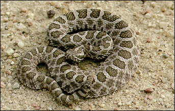 Sistrurus Catenatus Catenatus