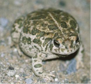 Bufo Cognatus