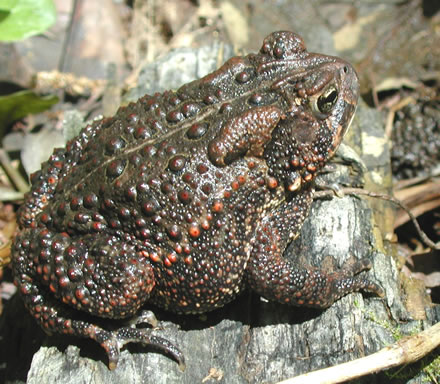 American Frog