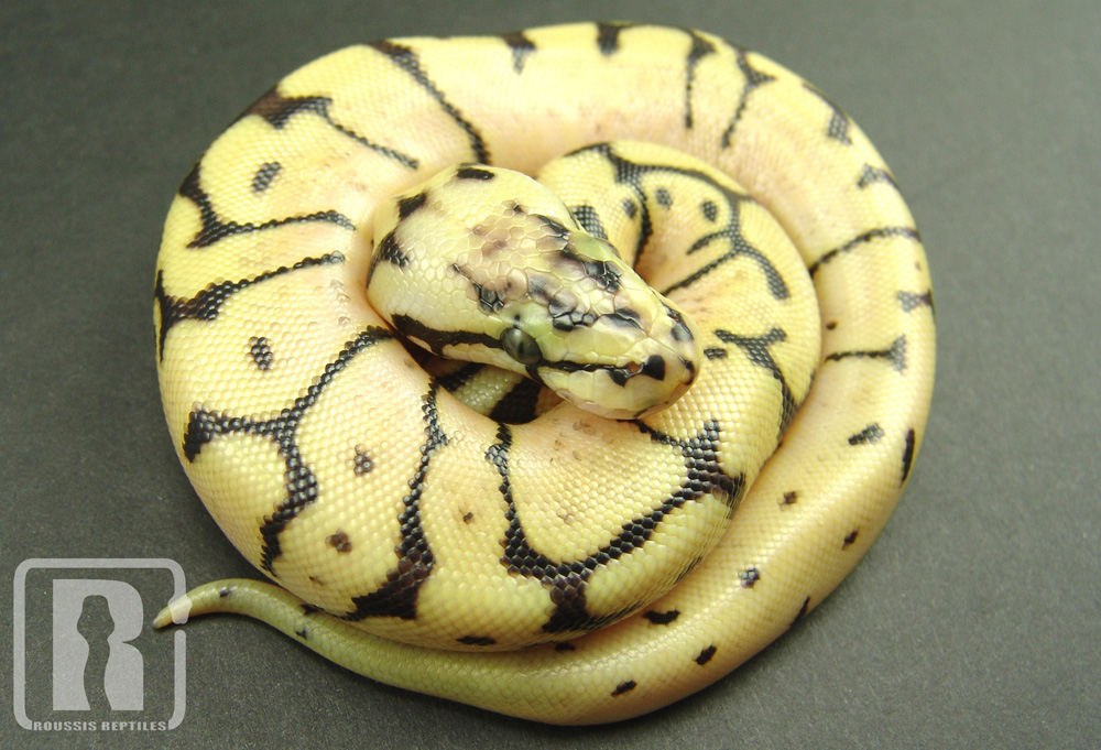 Snake Bumblebee