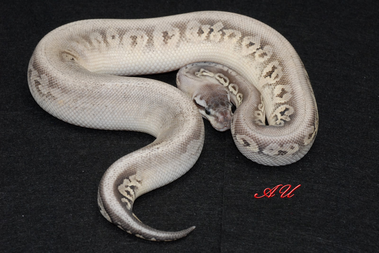 Silver Python
