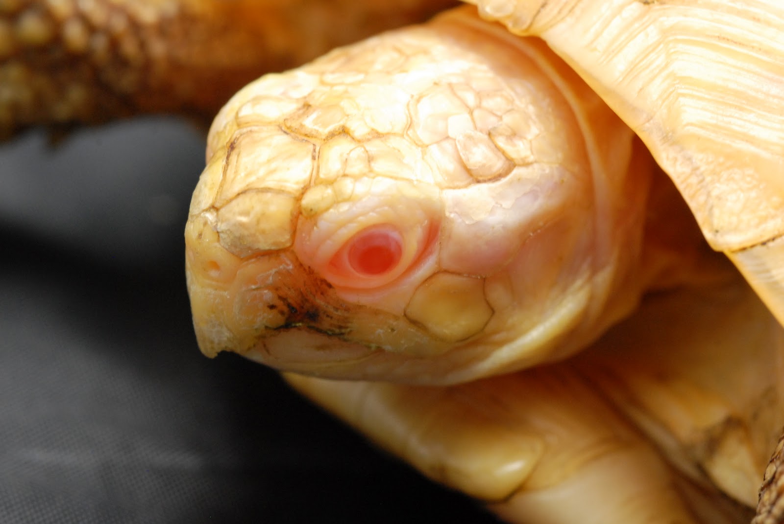 albino tortoise