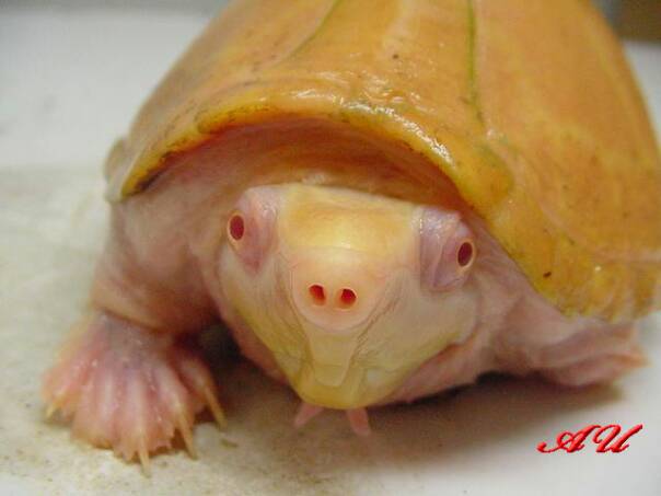 musk turtle care